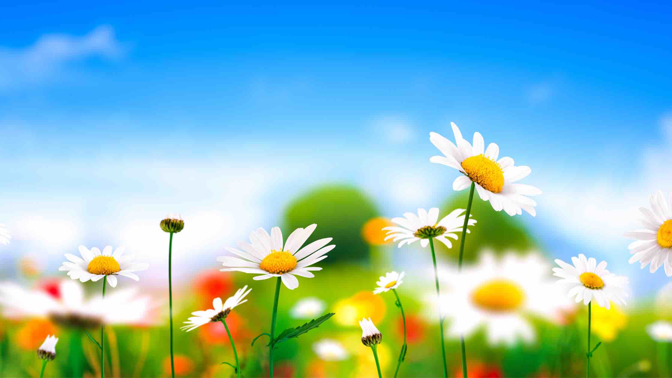 spring flowers with blue sky background