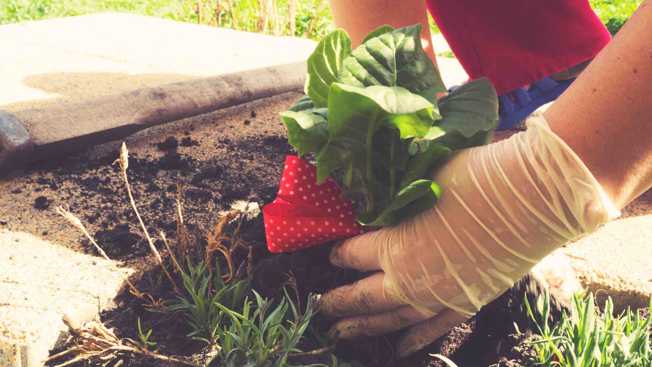 gardening