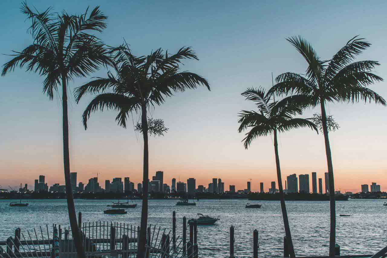 palm trees lining a beach in Florida