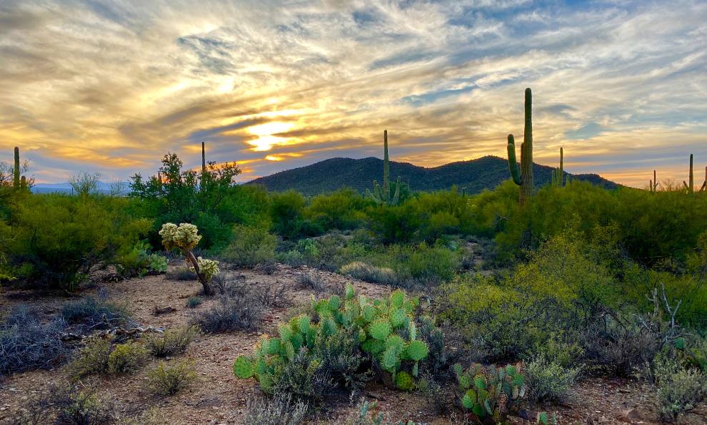 desert scenery in Tucson, Arizona