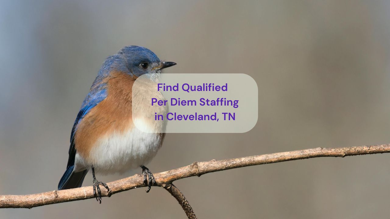 a bluebird perched on a bare branch against a soft gray background